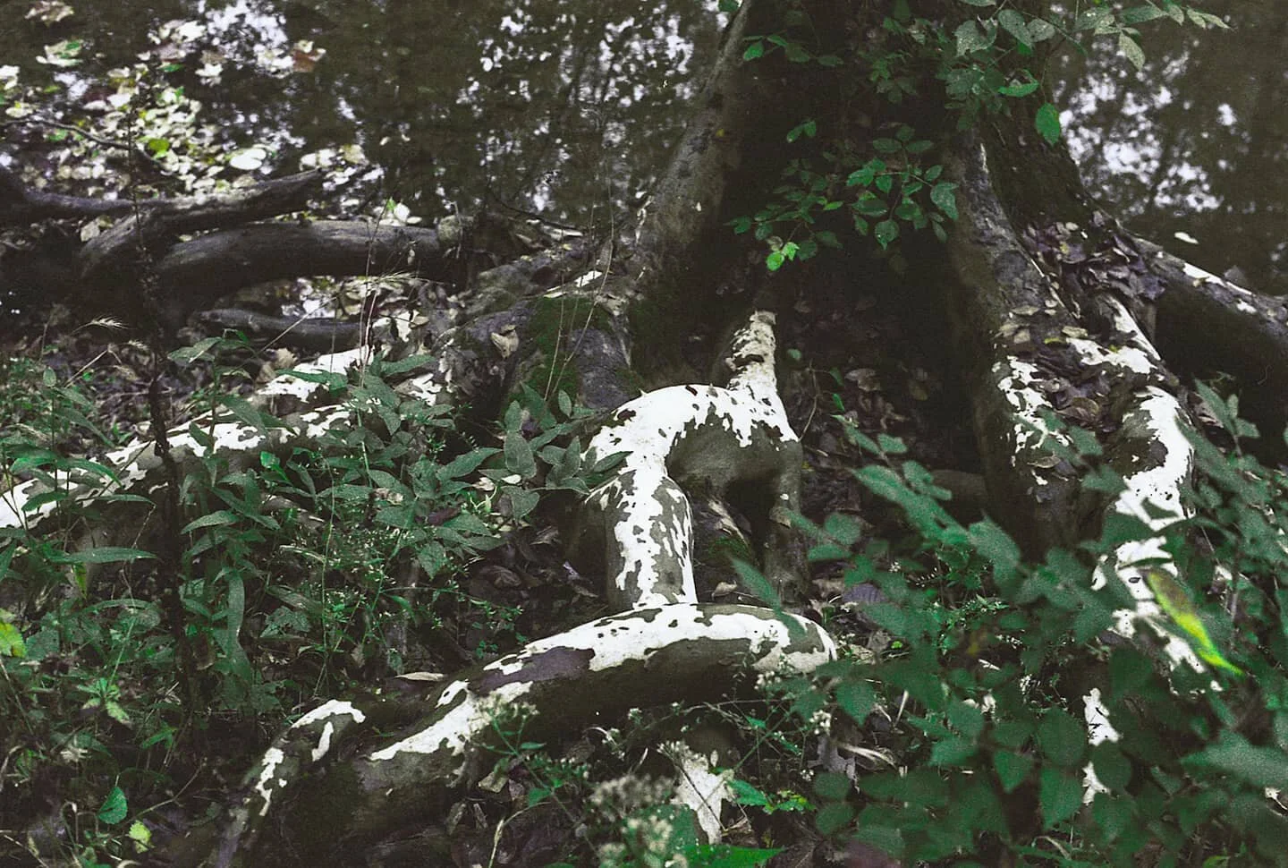 This one? This one is a tree with big roots. 
.
.
Nikon F, Fujifilm Pro 400H