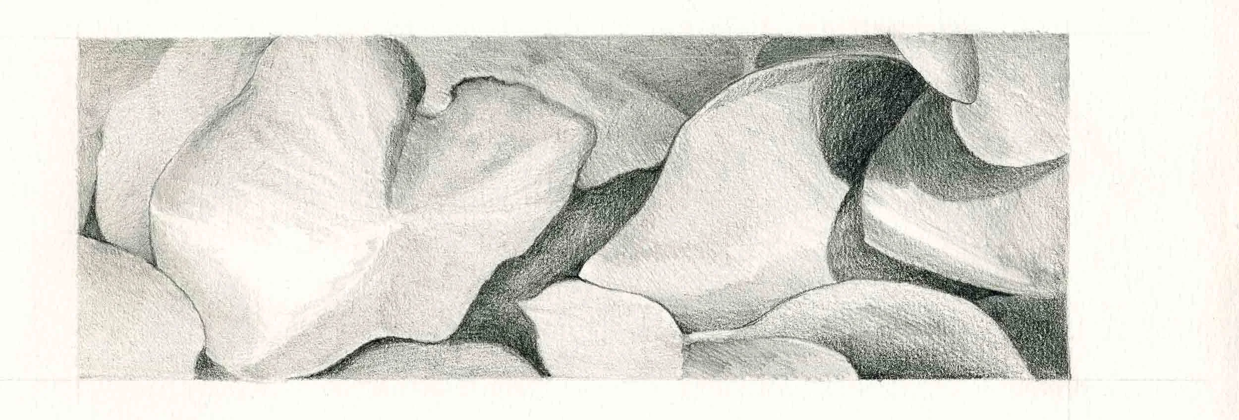 Water lilies , sketch, graphite pencil on paper, 3 h in x 8.5 w in, Montreal Botanical Garden, Canada.