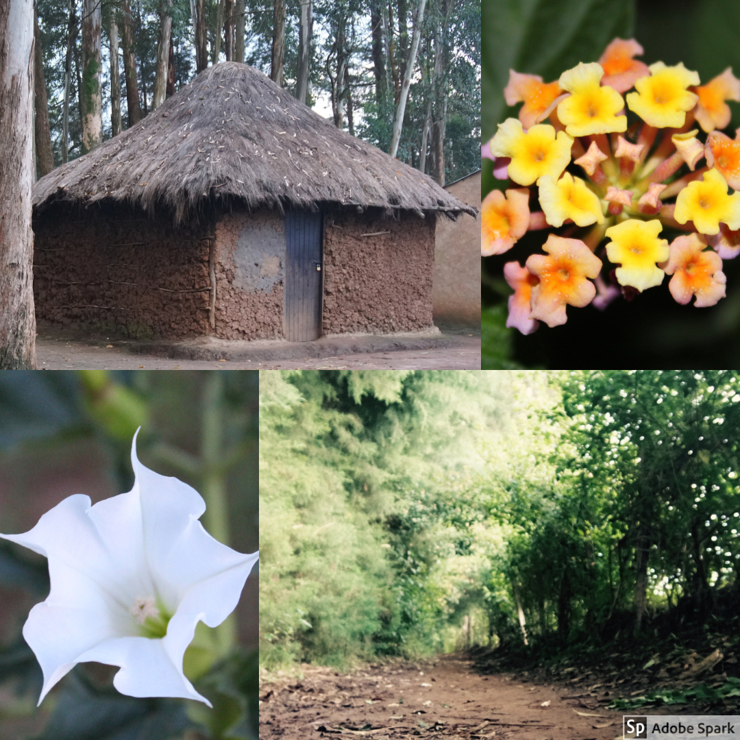  This day, Bapa brought us again on a little walk. Here, we were able to catch pictures of some of the beautiful wild flowers, the trees, and some of the houses members of the community lived in. 