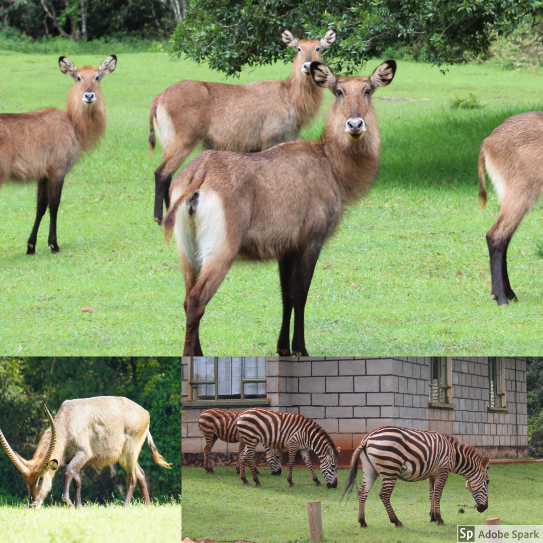  While at Mt. Elgon, we got to say much of the national park's wildlife. The top picture are waterbuck, and the bottom two are antelope and zebra. The dirt in Kenya was often red, so when the zebra would roll in the dirt, their white stripes would tu