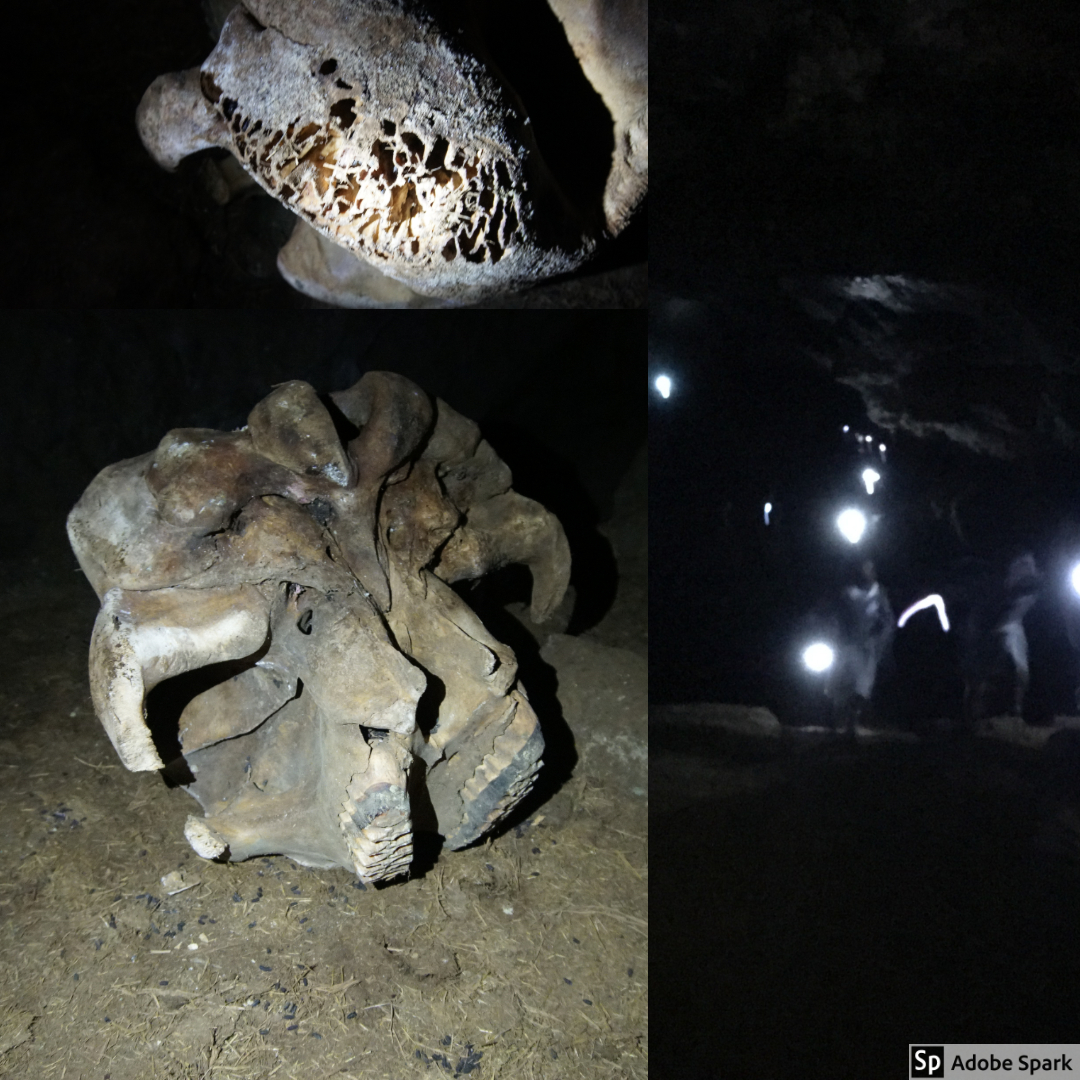  As we entered further into the cave, we ran across a group of school children on a field trip. We also found the skull of a young elephant who did not survive the migration. 