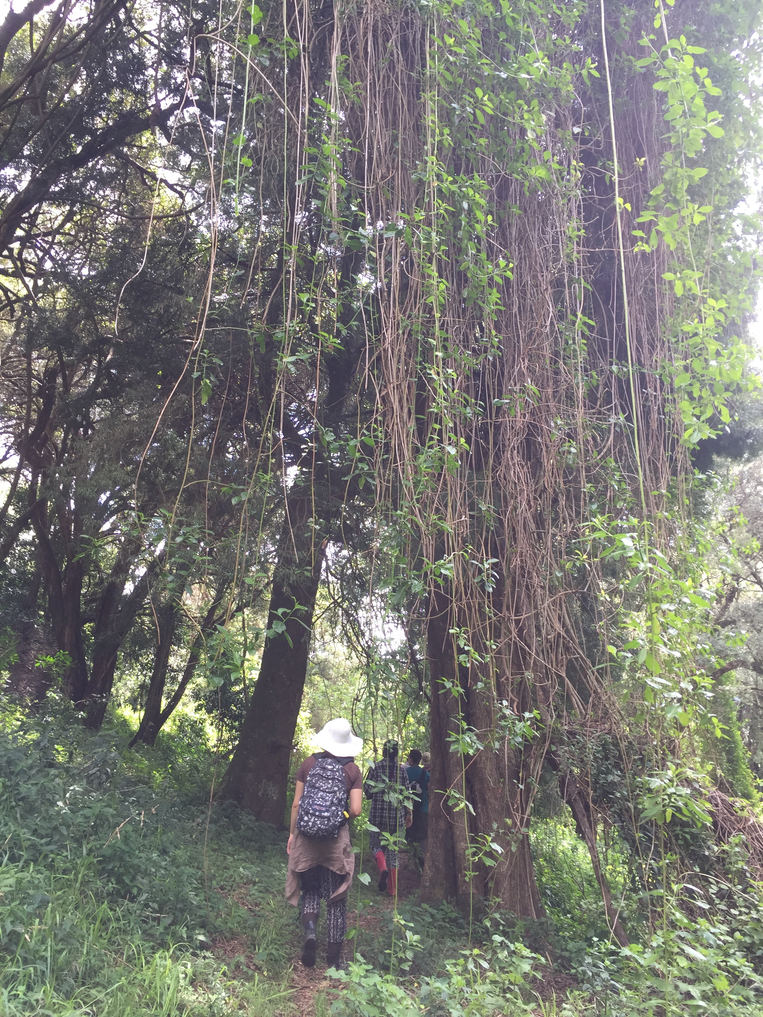  After Kitum Cave, we continued our hike. In the trees were baboons and a variety of birds. Along the ground were a large amount of different types of plants, including Natalie's favorite, stinging nettles. 