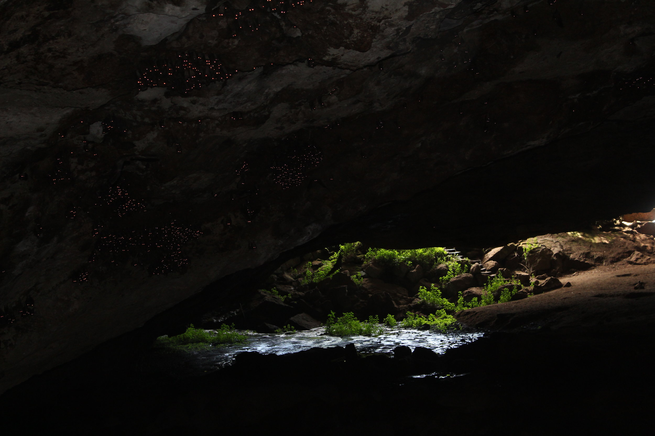 Although elephants do live in the cave once a year, one of the more permanent residents of the cave is bats. The bats would cluster on the roof of the cave together and fly around. There were also large deposits of guano.
