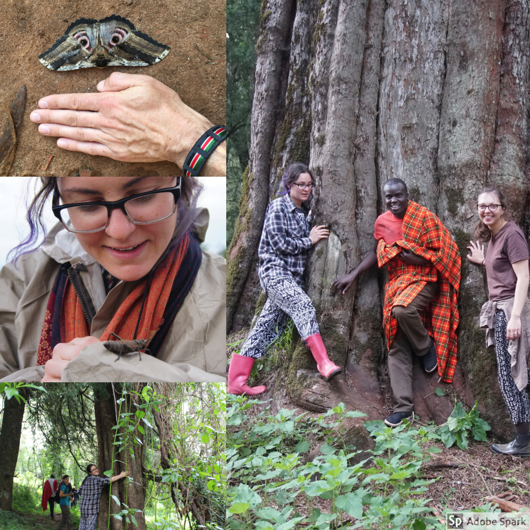  The insects at Mt. Elgon were large. We found a beautiful butterfly the size of a hand and a friendly grasshopper. Not only were the insects large, but the trees were the largest any of us on the OWC team had seen. 