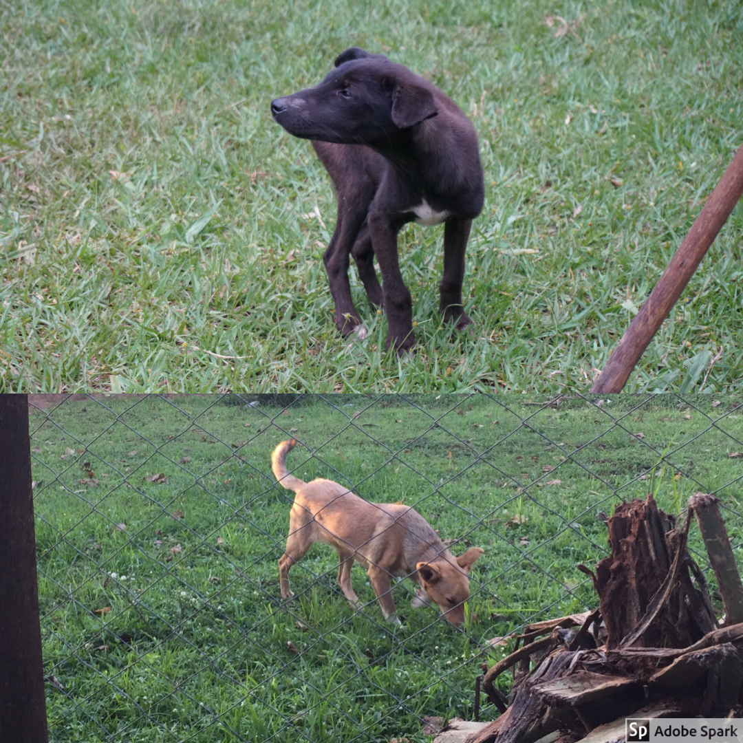 Many wild dogs lived in the community. While they generally ran away from the men (they would be chased out of the fields), they loved the women because the women would give them kitchen scraps after being done cooking.