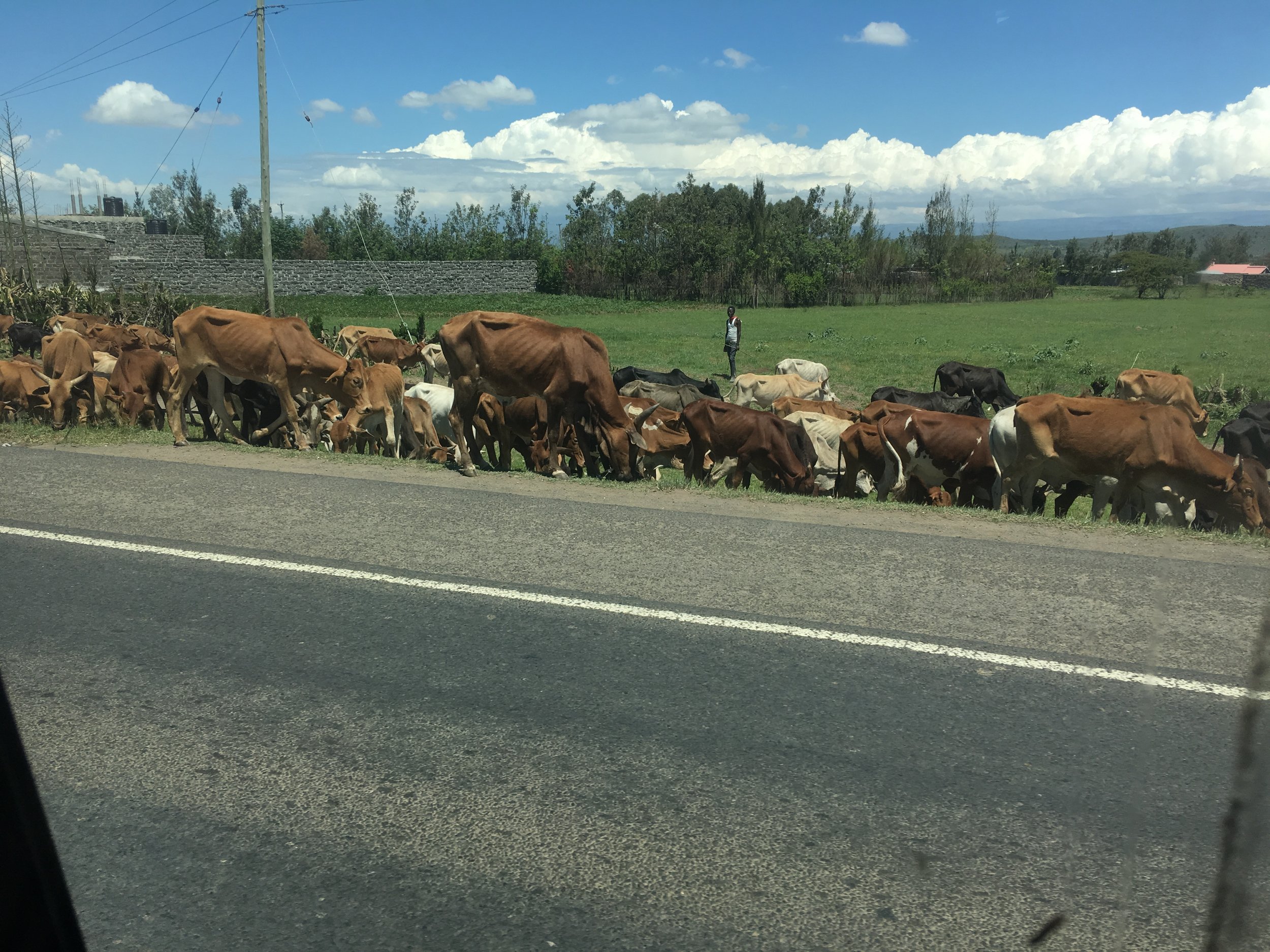 Cattle on the side of the road on the way to Nairobi.