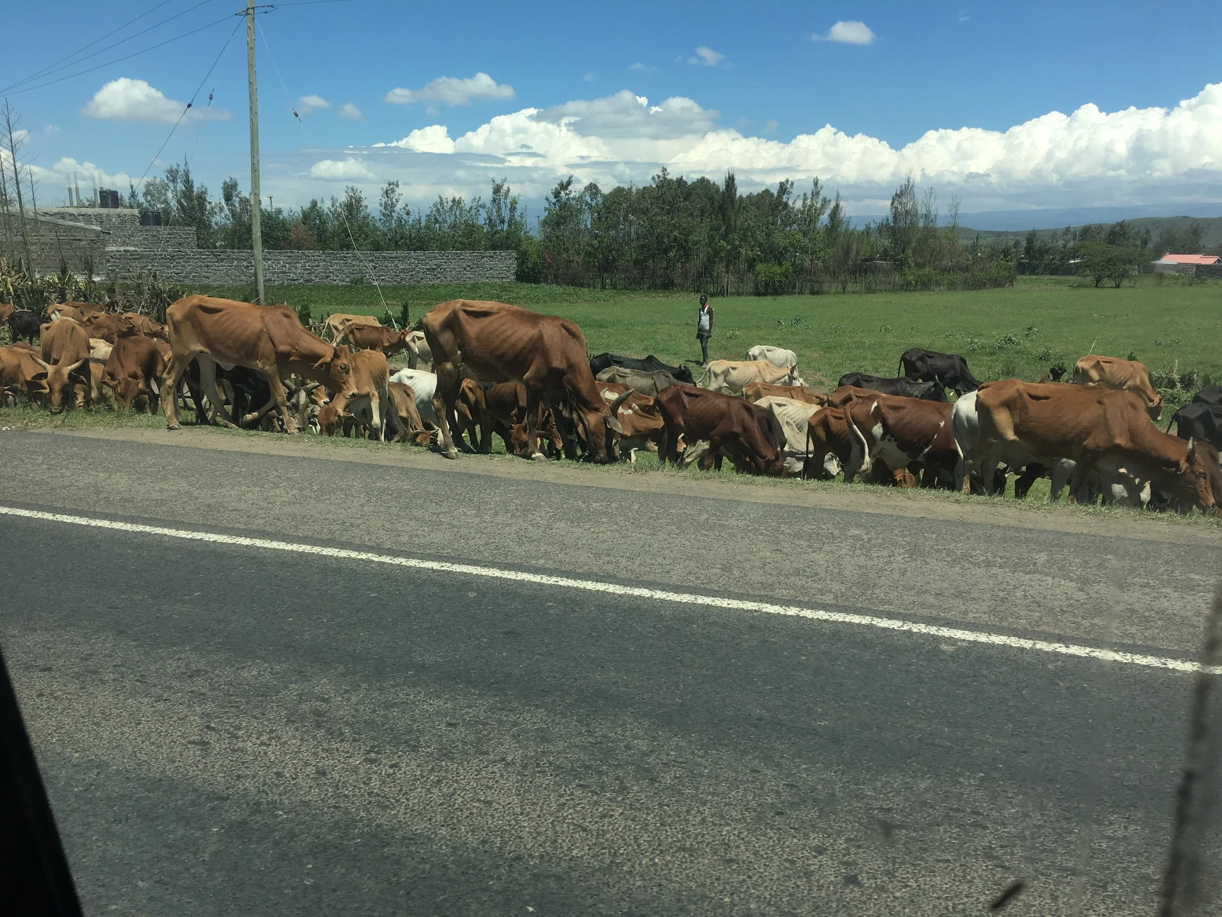 Cattle on the side of the road on the way to Nairobi.