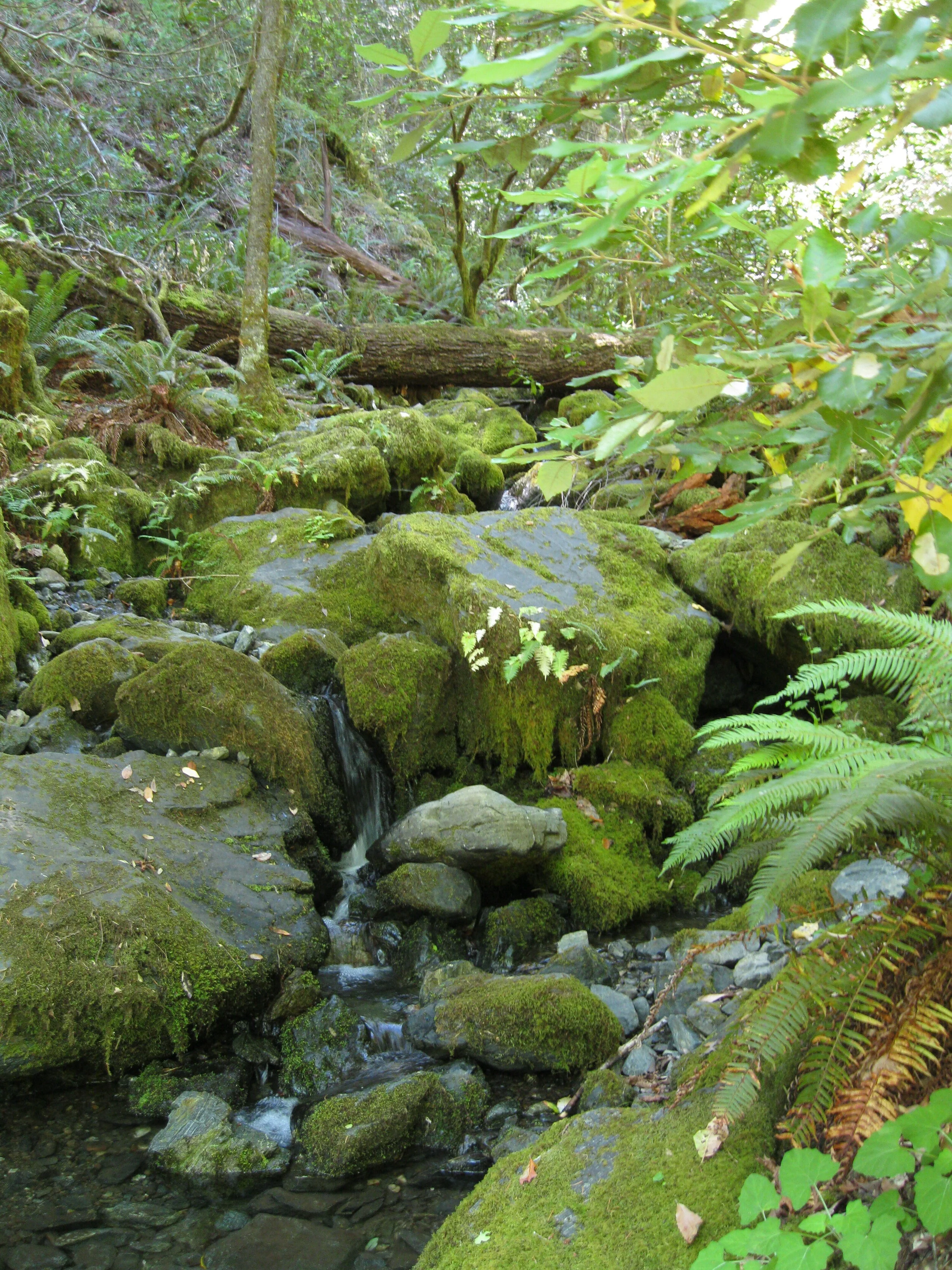 rainie falls17.JPG