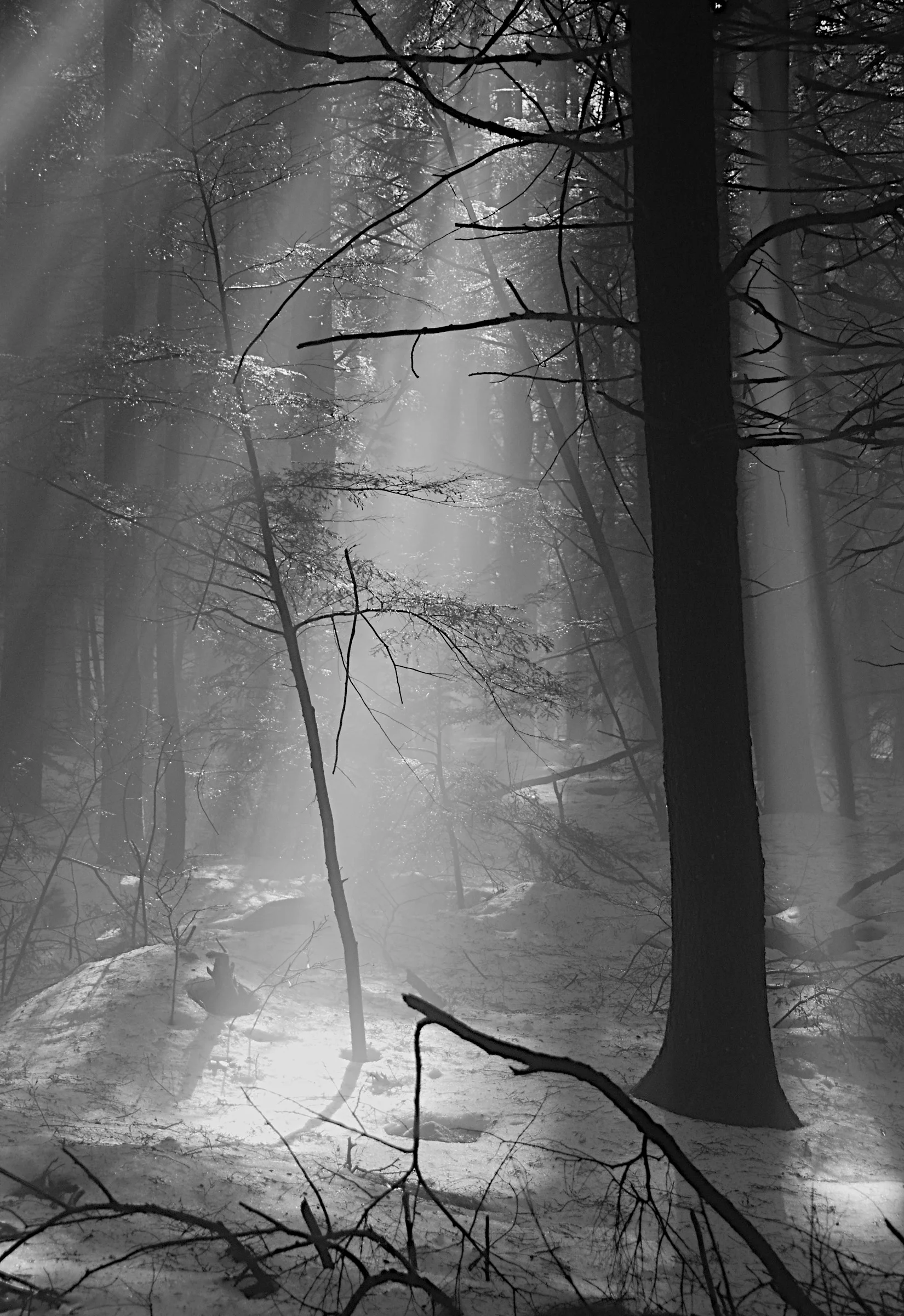 Hemlock in the mist