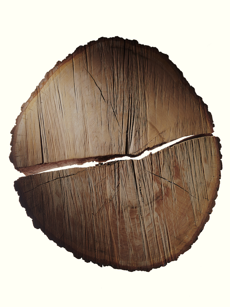 © Christopher Griffith, Rings, 2019. From the Lamont Doherty Earth Observatory Tree Ring Lab.
