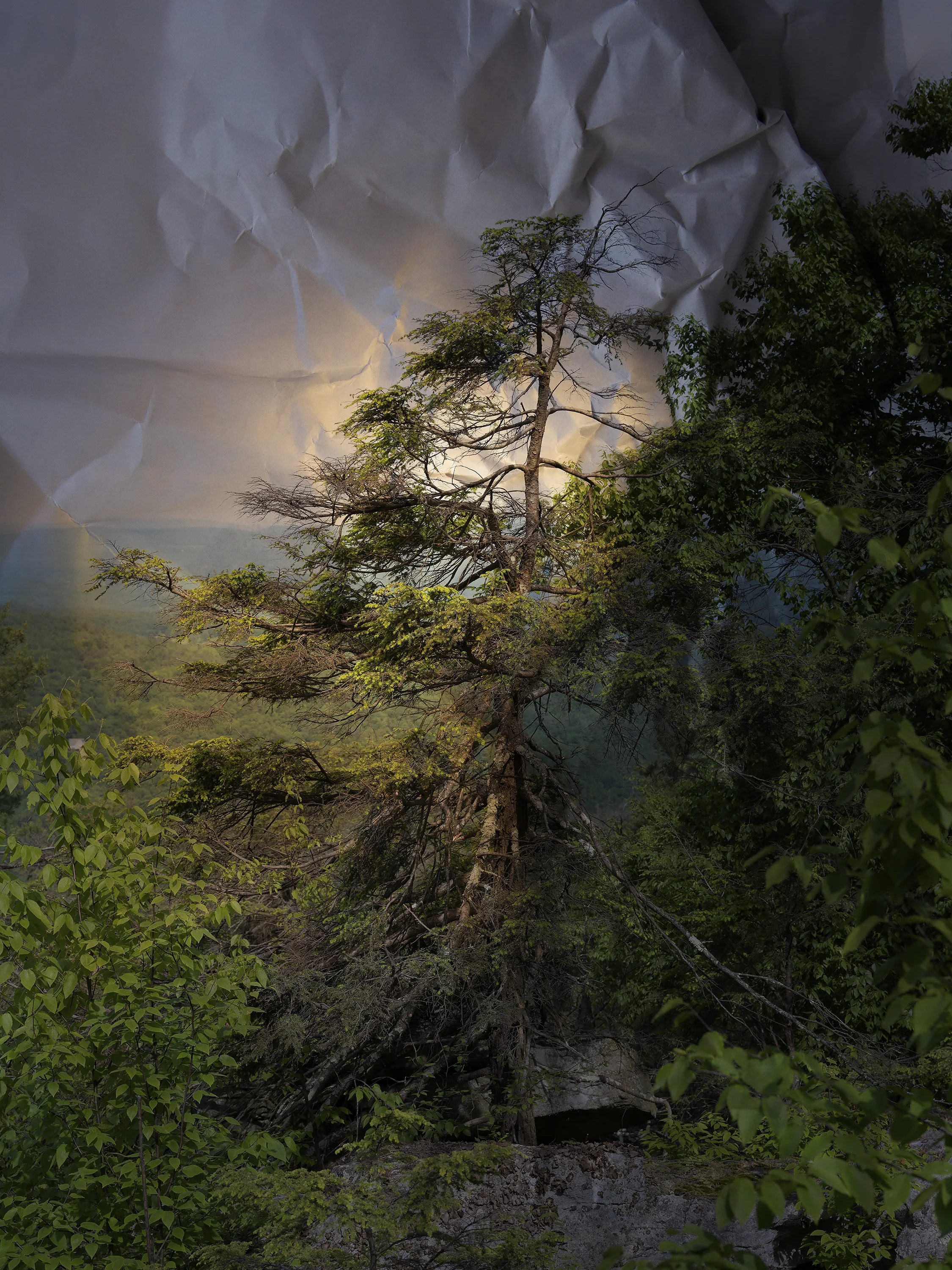 © Laura Plageman, Hemlock, Mohonk Preserve, NY 2019