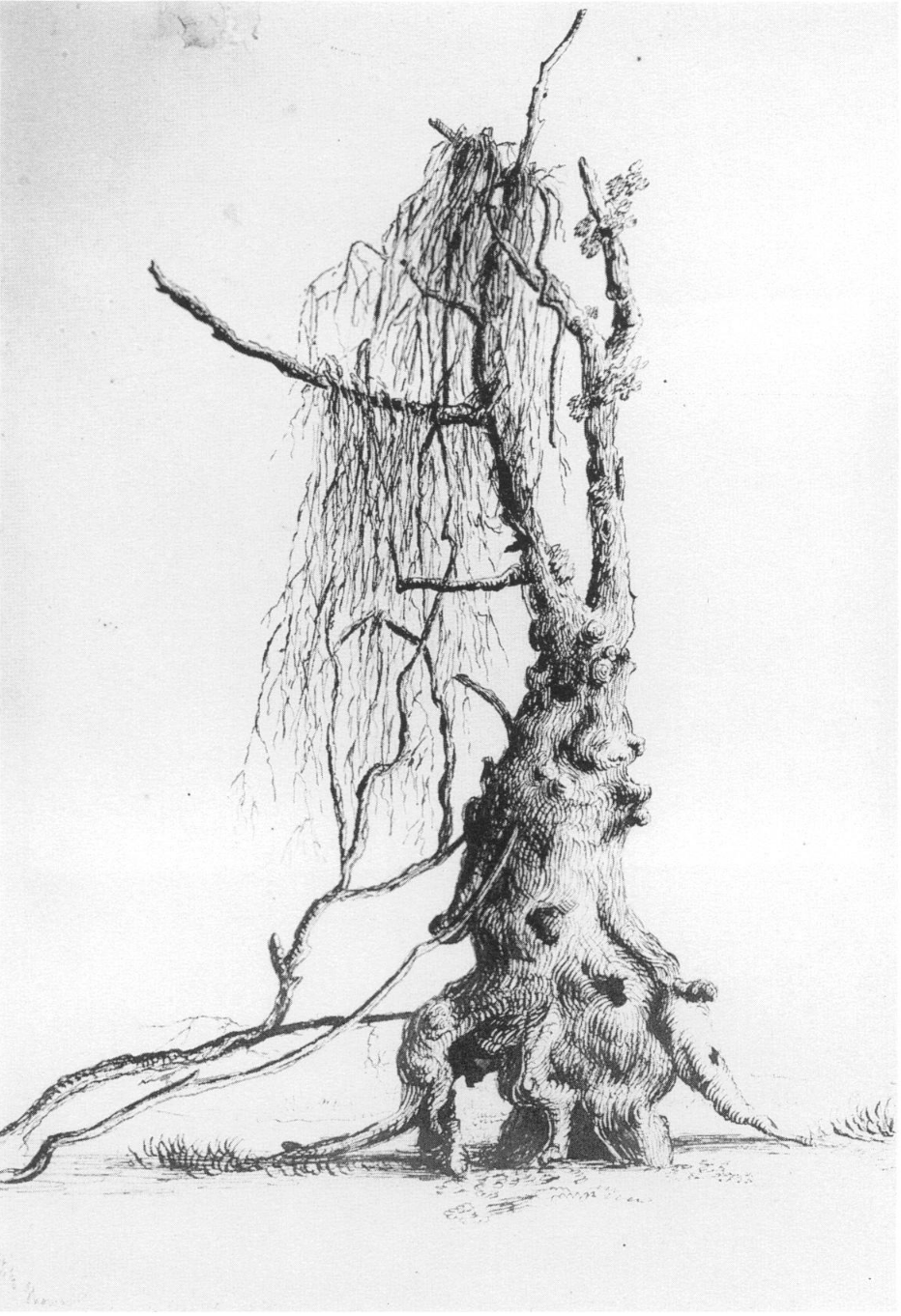 © Thomas Cole. BUTTON WOOD TREE. May 16, 1823. Graphite and pen and brown ink on tan paper, 13 1/2 x 16 7/8". Collection, Albany Institute of History & Art, Gift of Florence Cole Vincent. From: Felker, Tracie. “First Impressions: Thomas Cole's Drawings of His 1825 Trip up the Hudson River.” American Art Journal , vol. 24, no. 1/2, 1992, pp. 60–93. JSTOR , www.jstor.org/stable/1594588.