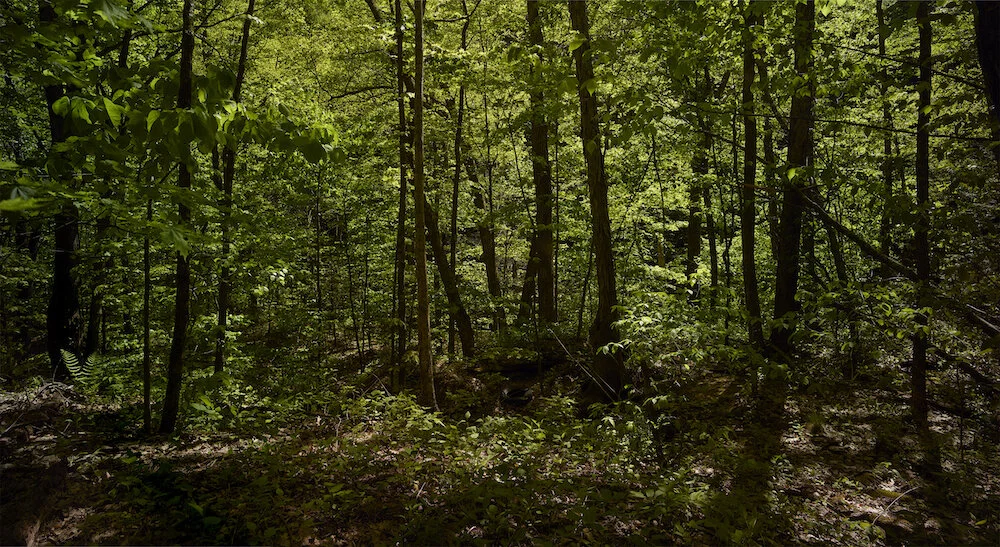 © Daniel McCabe, Platte Clove, NY, 2019