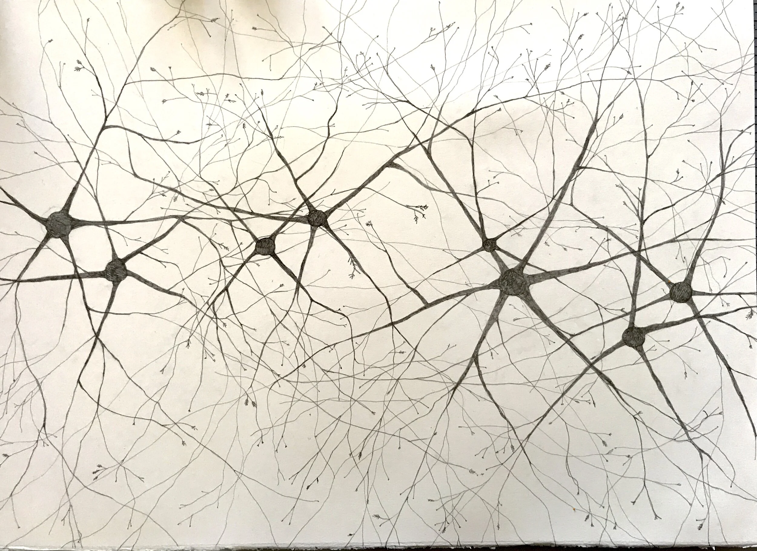 Eastern Hemlock Grove Root Structures