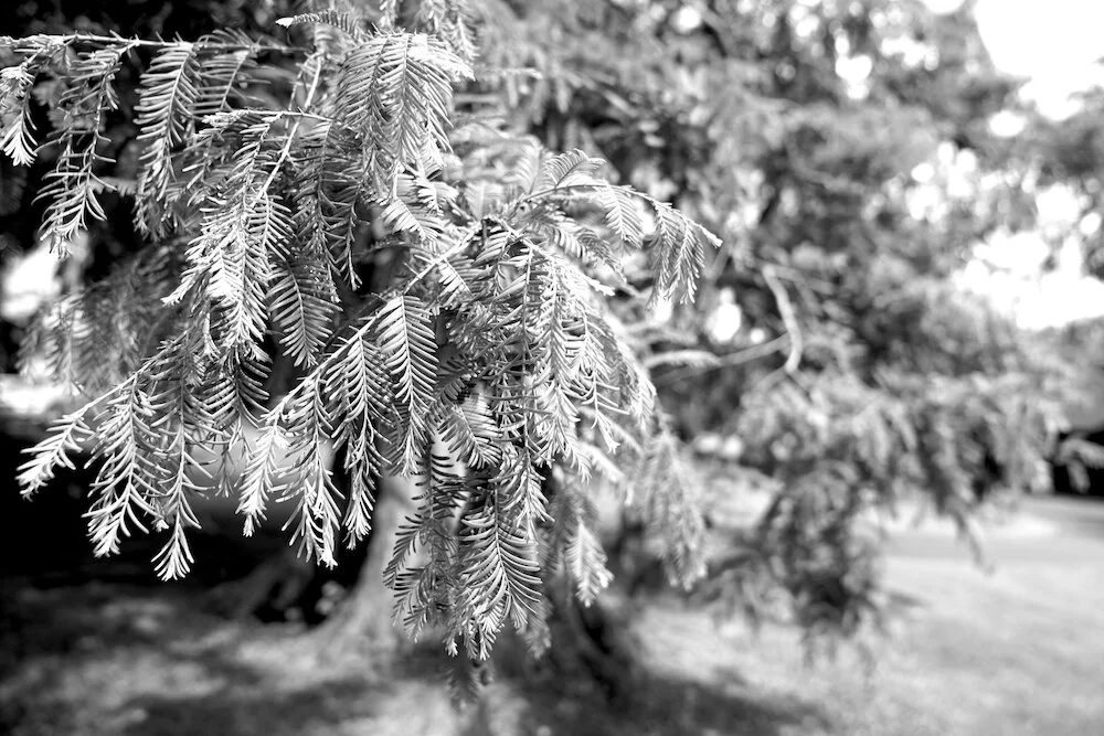 Hudson Valley Eastern Hemlock detail, True Scale