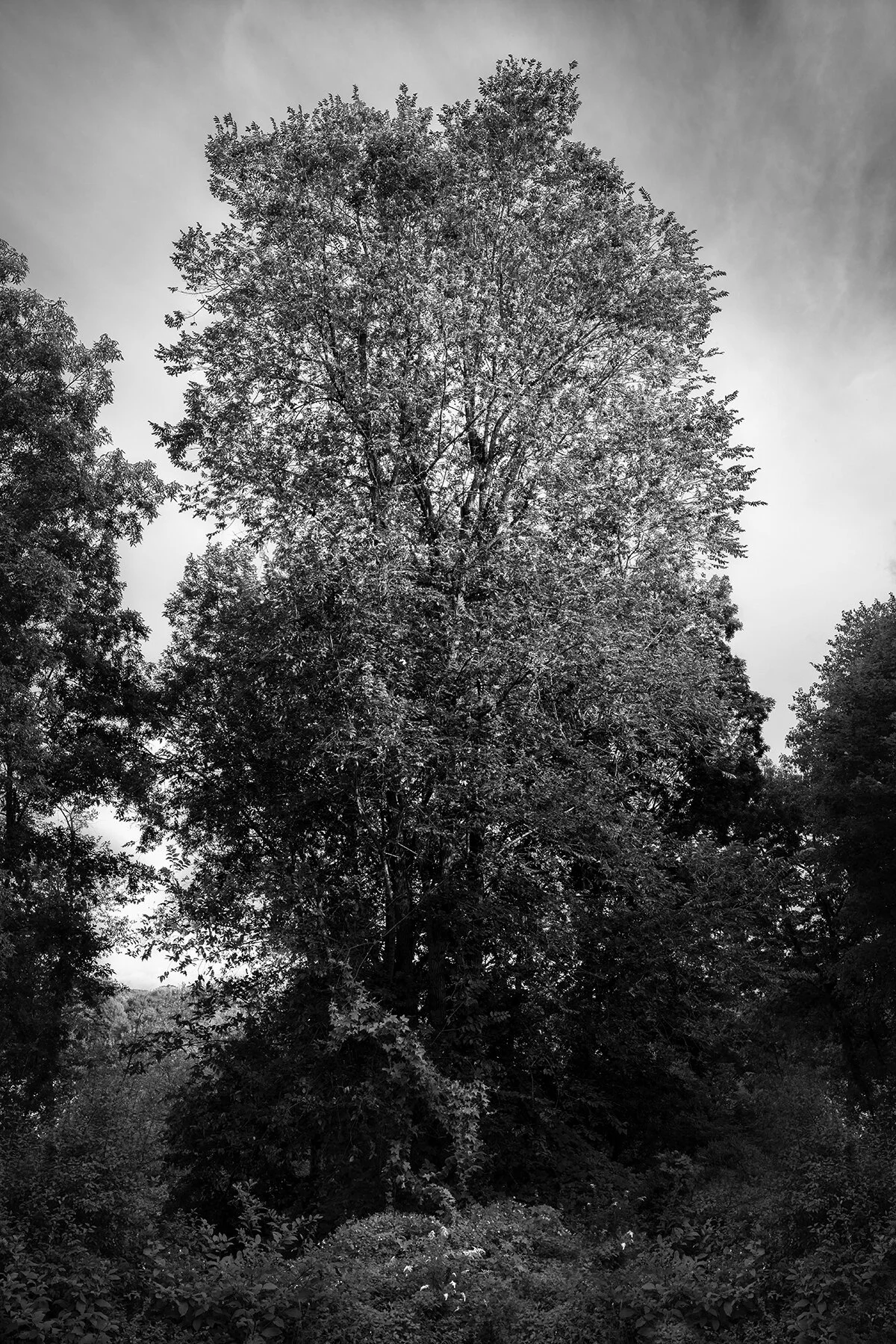 Ash Tree, Hudson Valley