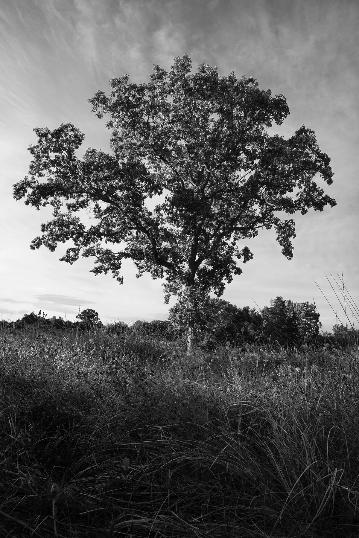 Sarah Bird, Oak Tree in Meadow, Hudson Valley, 2019