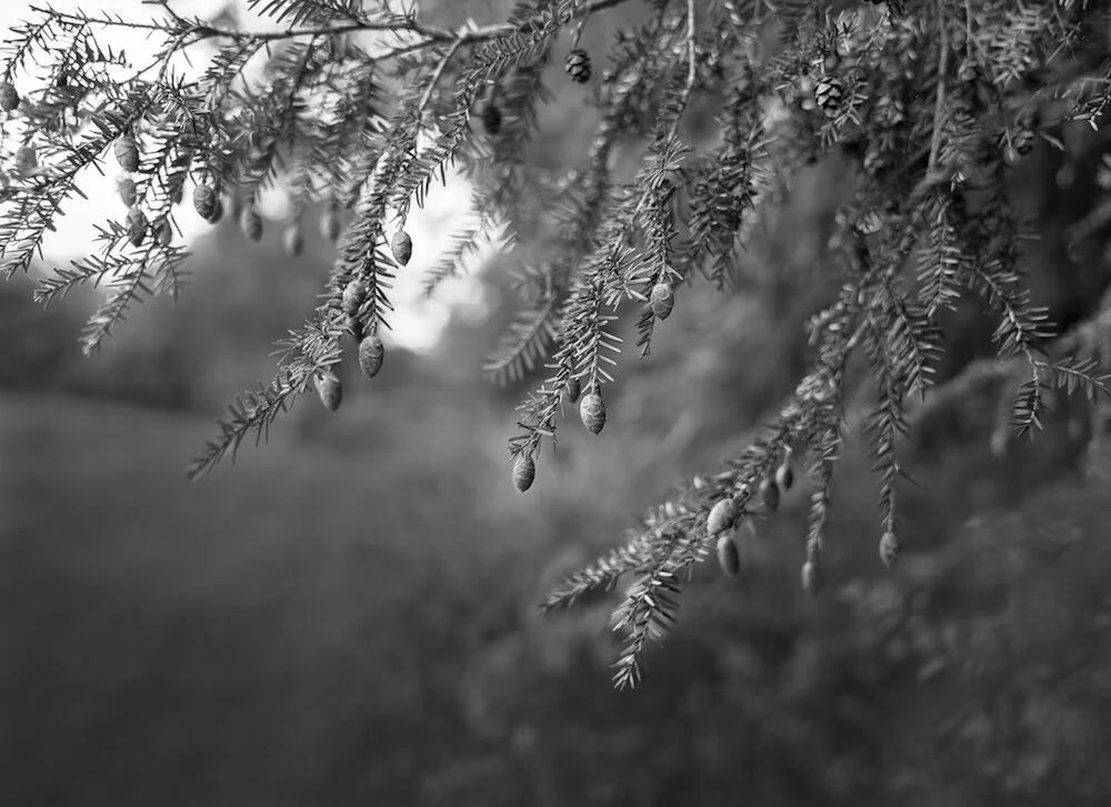 Hemlock detail small.jpeg