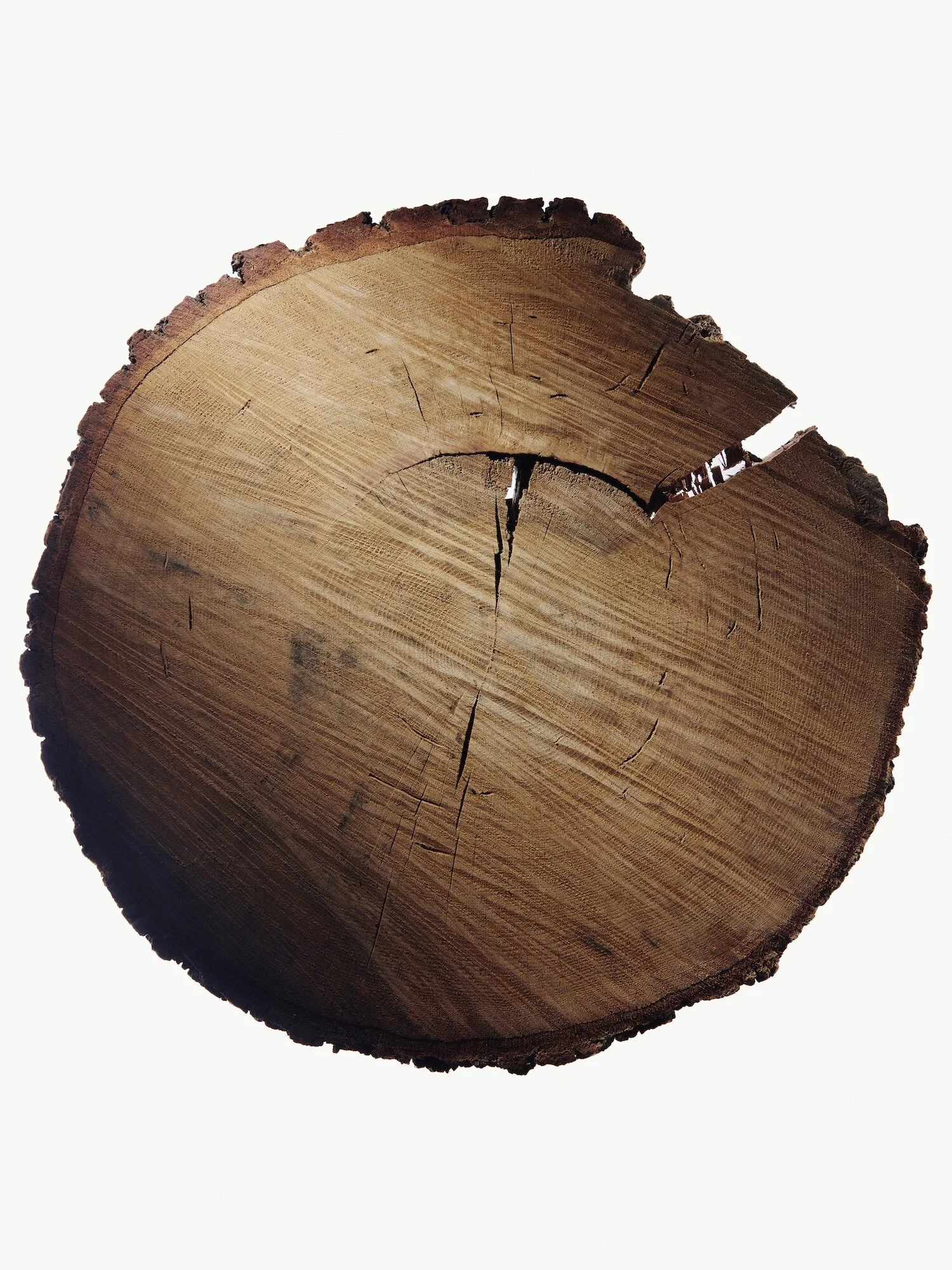 Tree Rings at Lamont, I