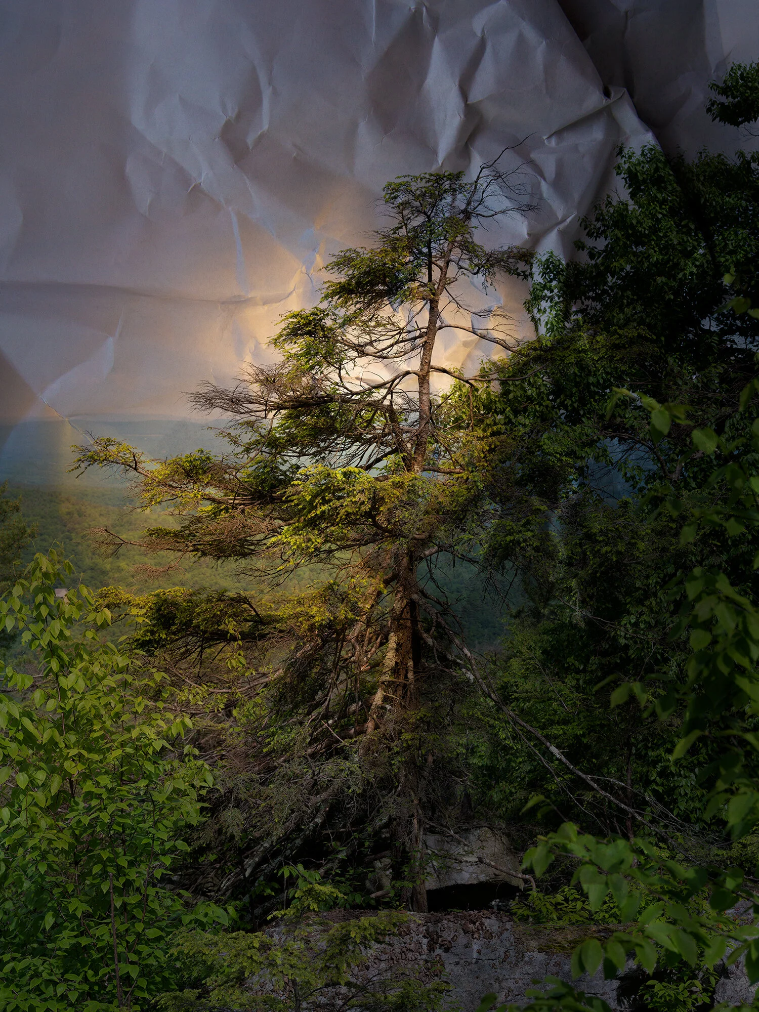 Hemlock, Mohonk Preserve
