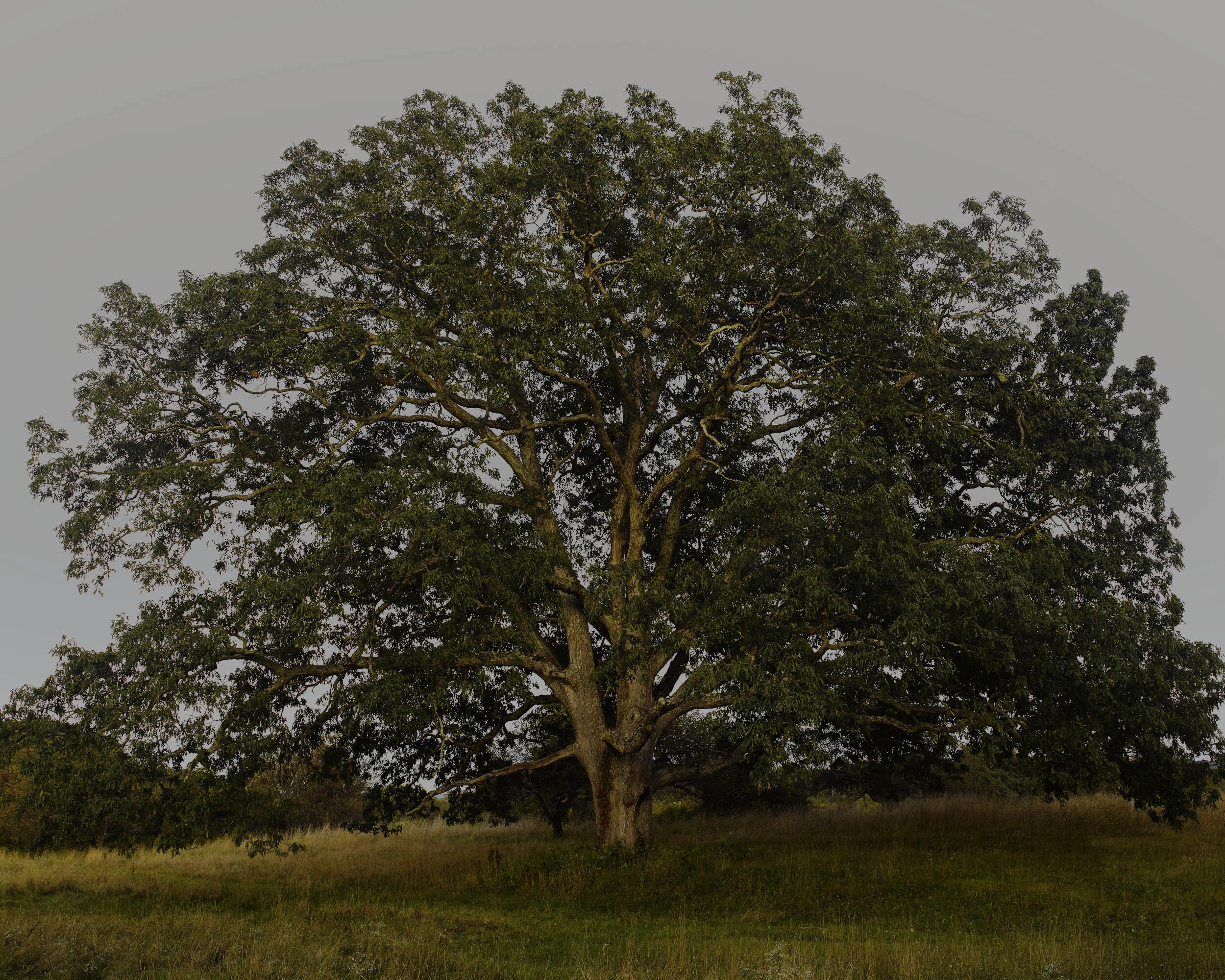 300-year old Oak Tree at Stone Ridge Orchard