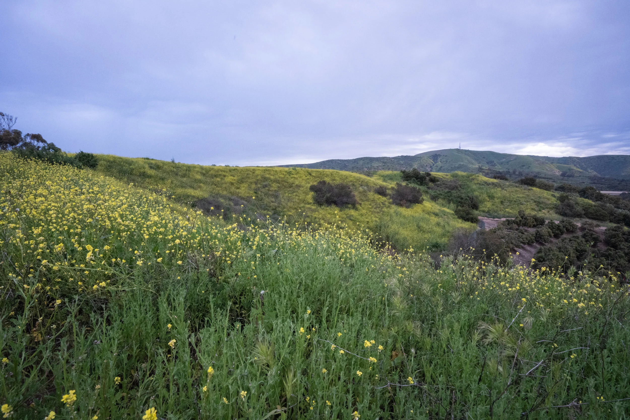 tustin-5.jpg