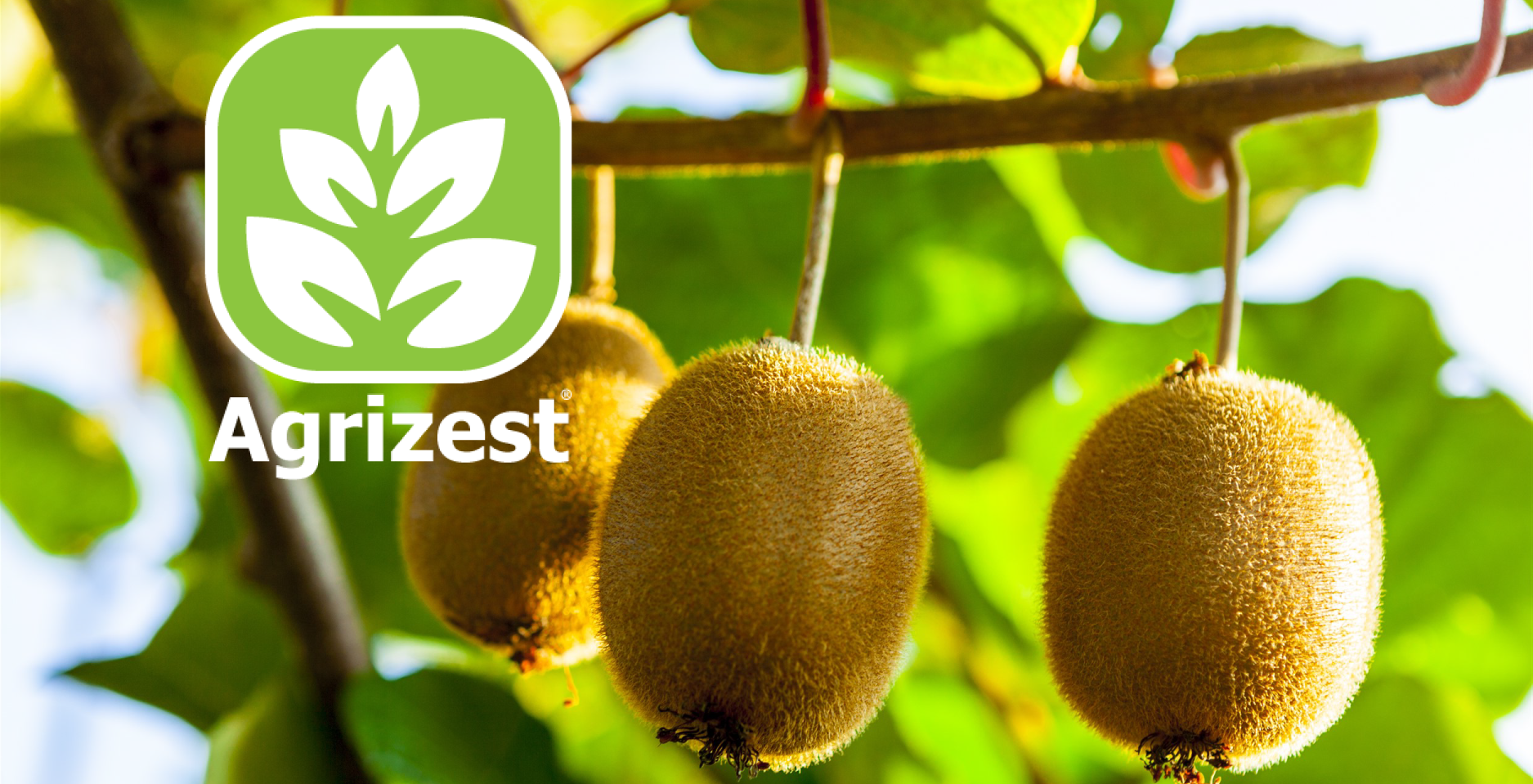 Agrizest is an elicitor of the phenylpropanoid pathway for plant health and orchard gate returns.  