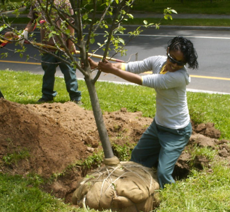 Betty Knox Spurred the Greening of Hartford