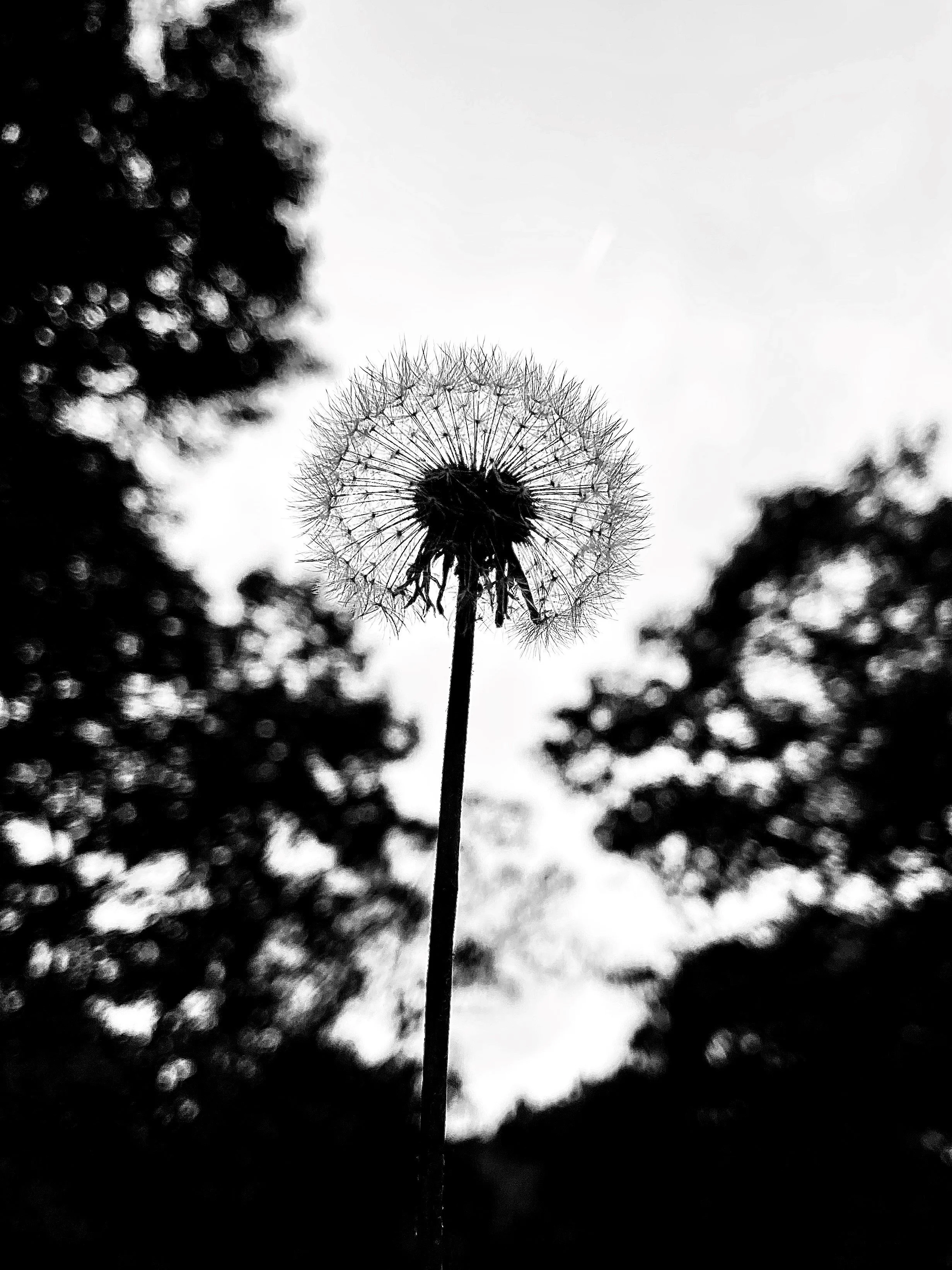 (c) Abigail Bowden 6.1.24 1.jpg