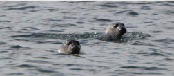 A New Chapter for Plum Island?