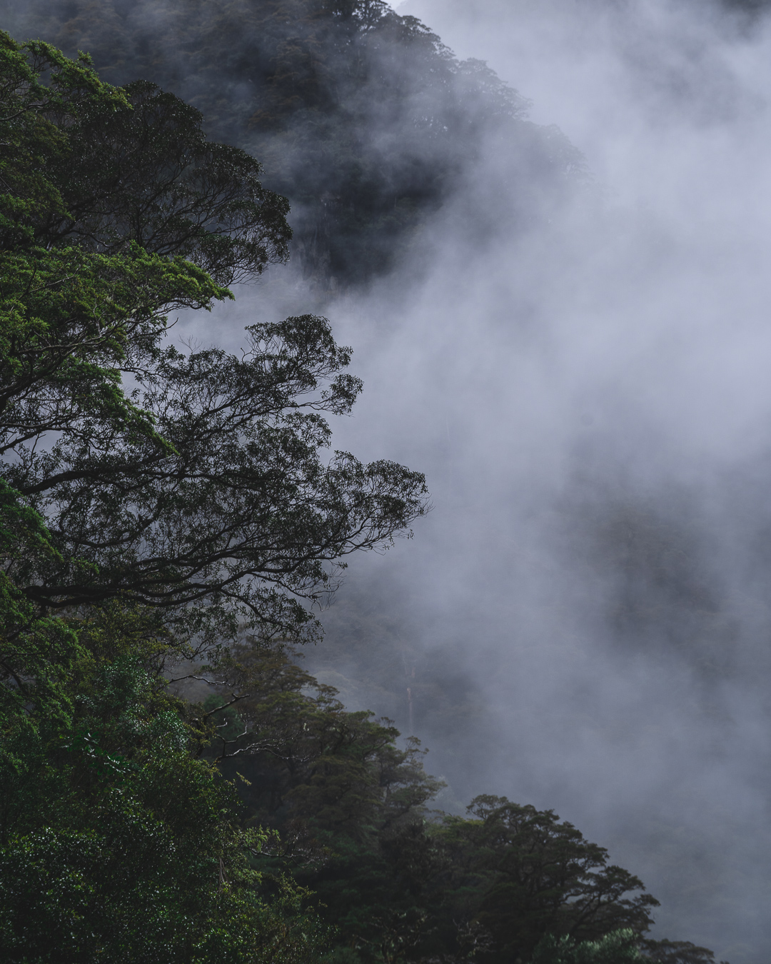 Chapter 15 - They Going Gorillas