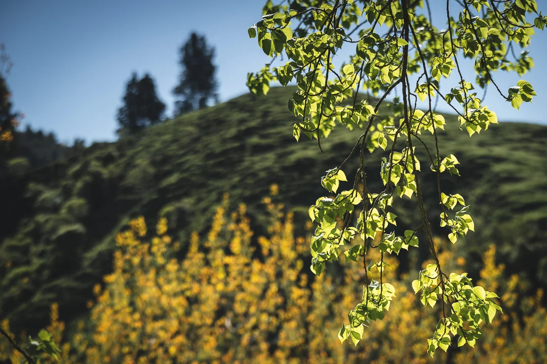 Chapter 18 - Horrible Goat Eyes