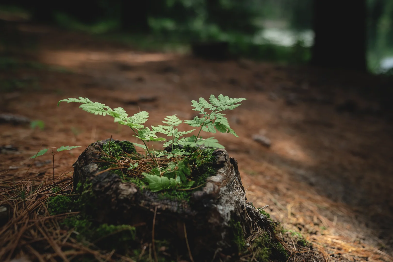 Chapter 22 - Chimera Crush