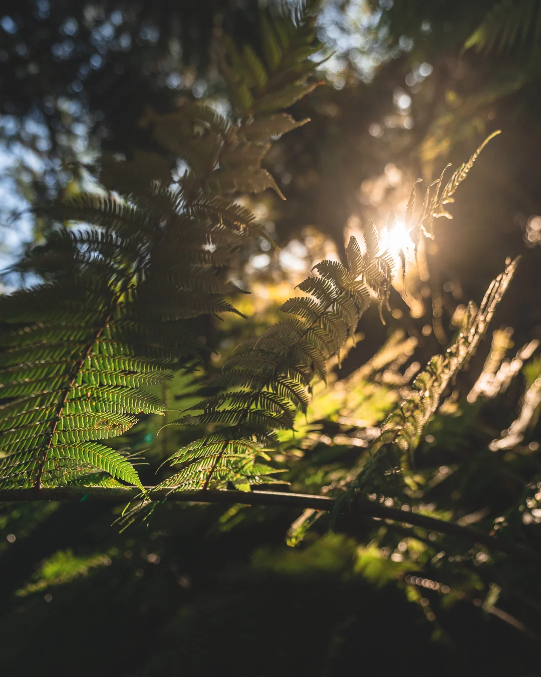 Chapter 23 - Alan Earns His Emerald