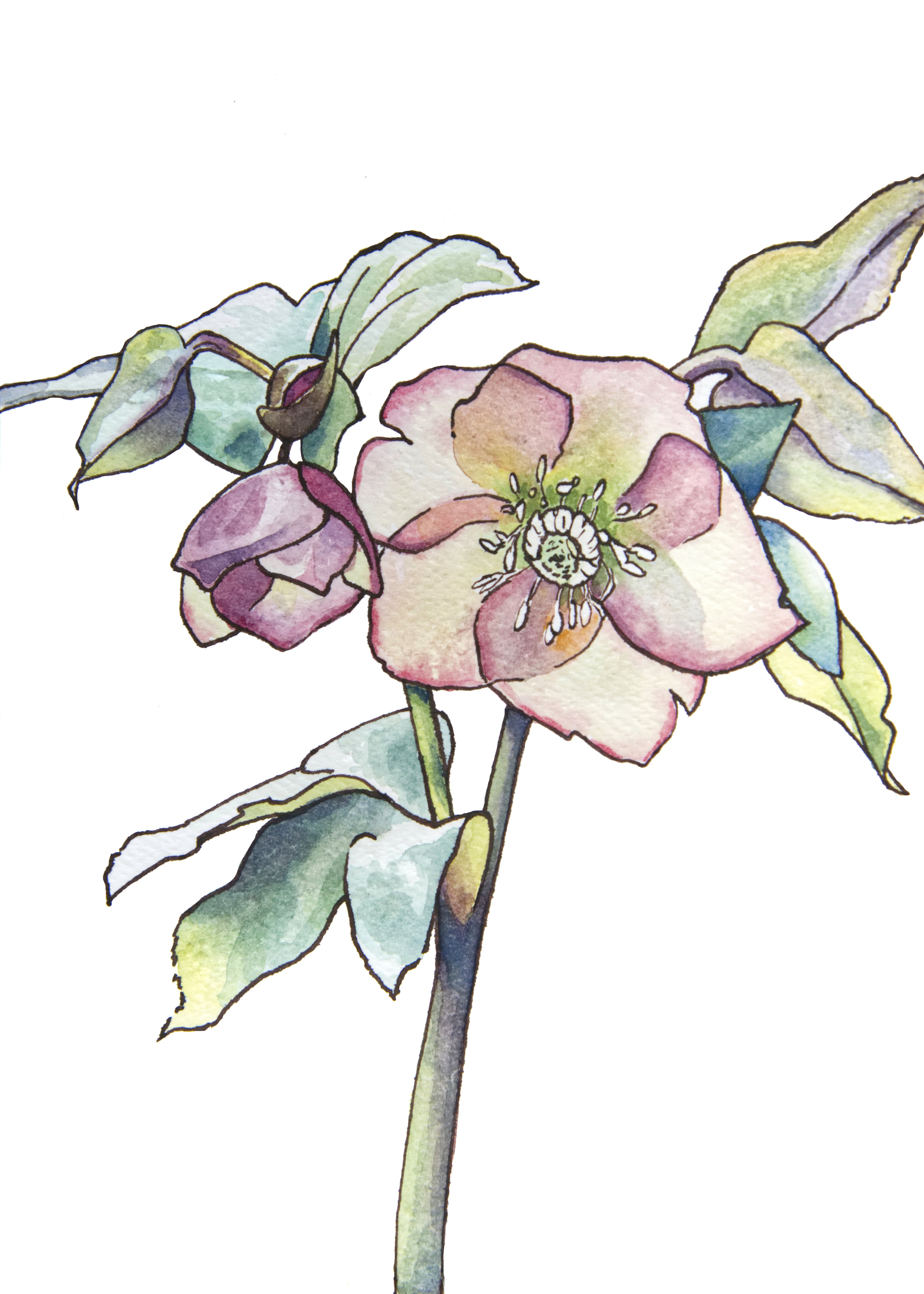 Lenten Rose.jpg