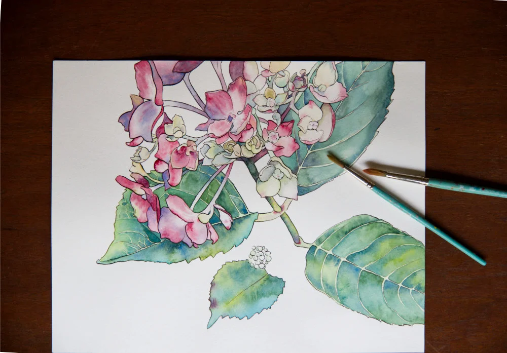 Hydrangeawbrushes.jpg