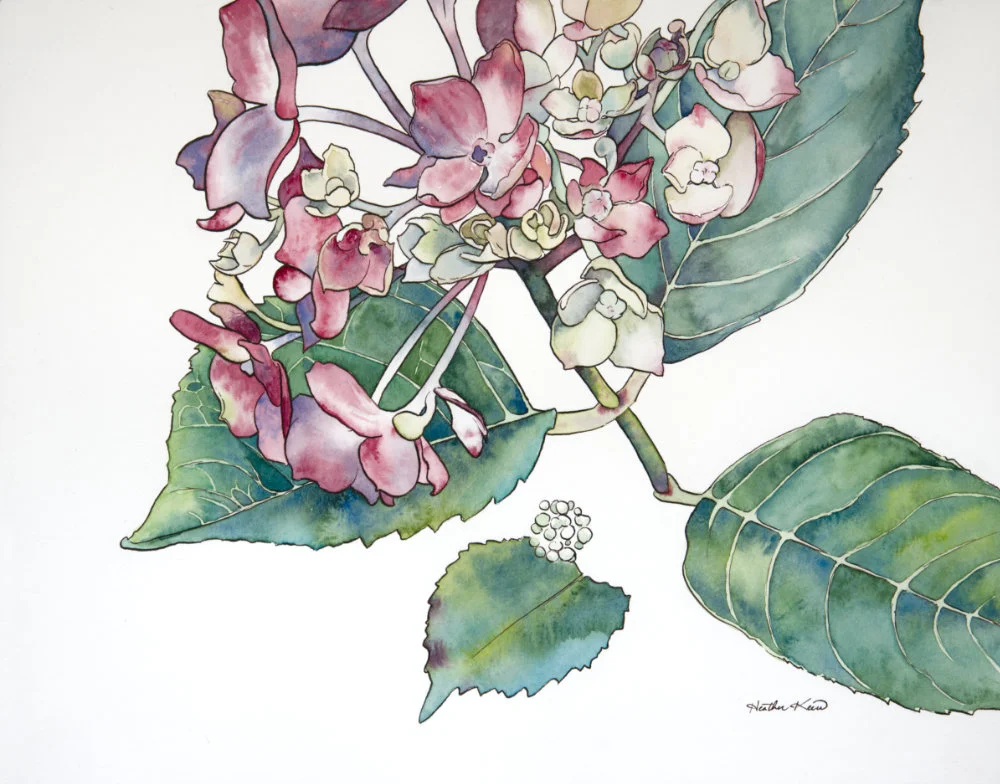 Hydrangeanoborder.jpg