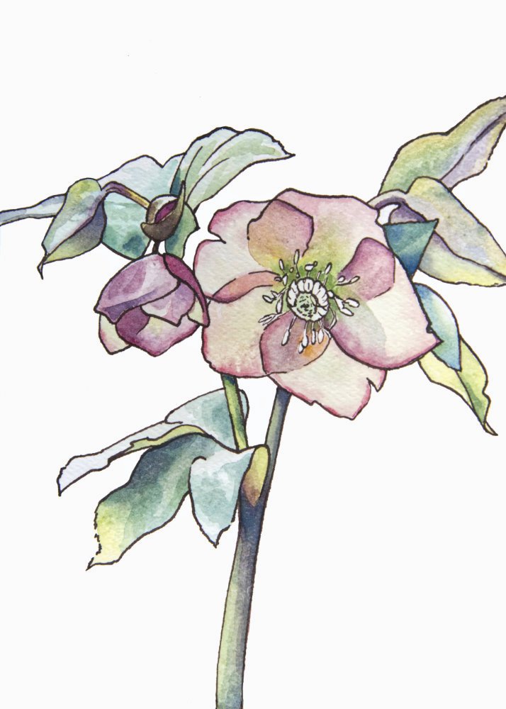 Lenten Rose web2.jpg