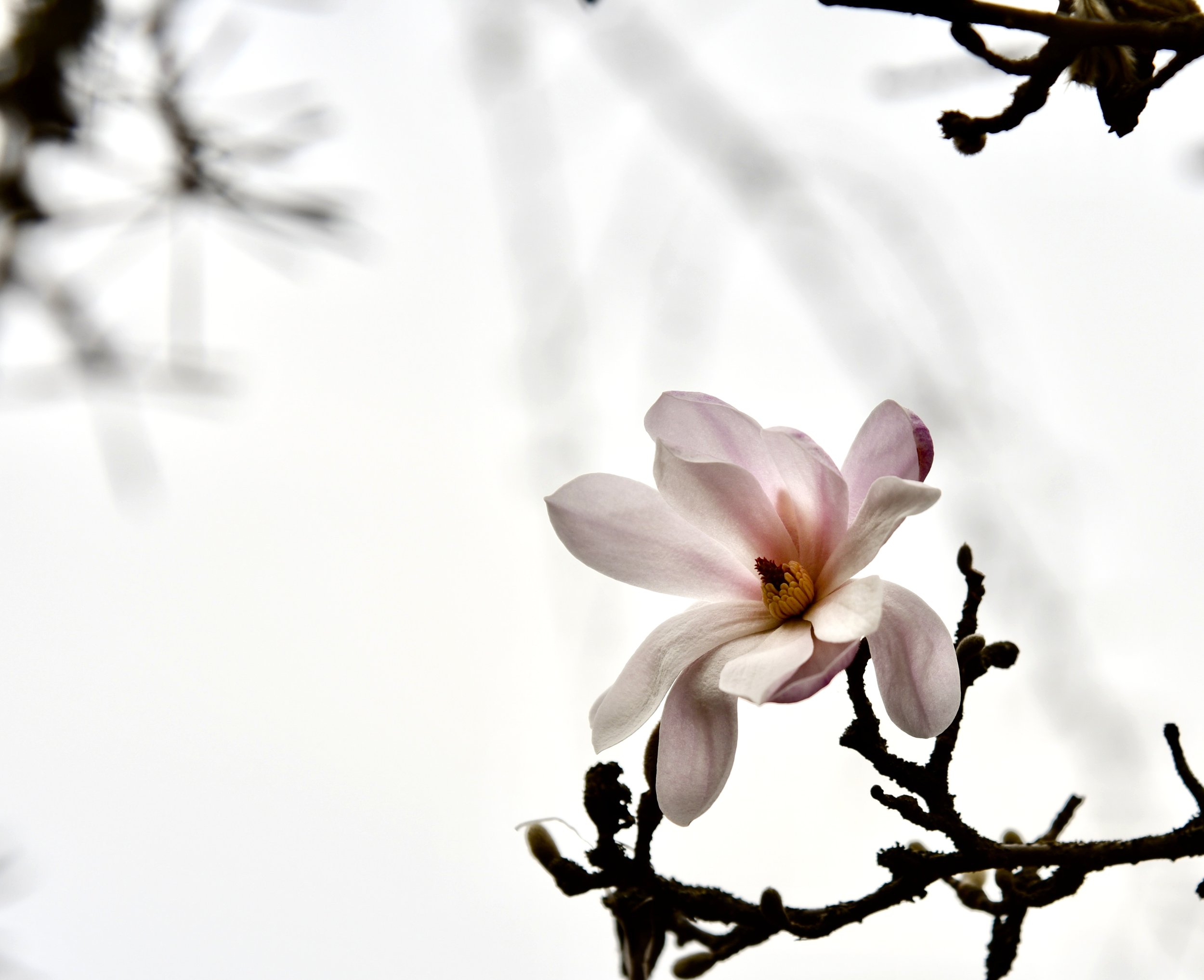 magnolia-variety.jpg