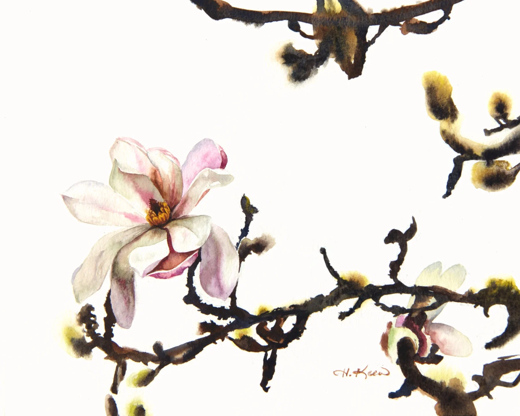 "Star Magnolia" Watercolor Print