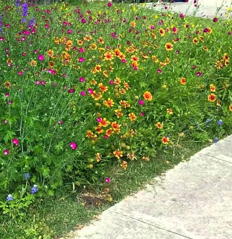 You can make an appointment with Hope to come to your property, where she will help identify existing plants and discuss what plants will do well for your unique situation