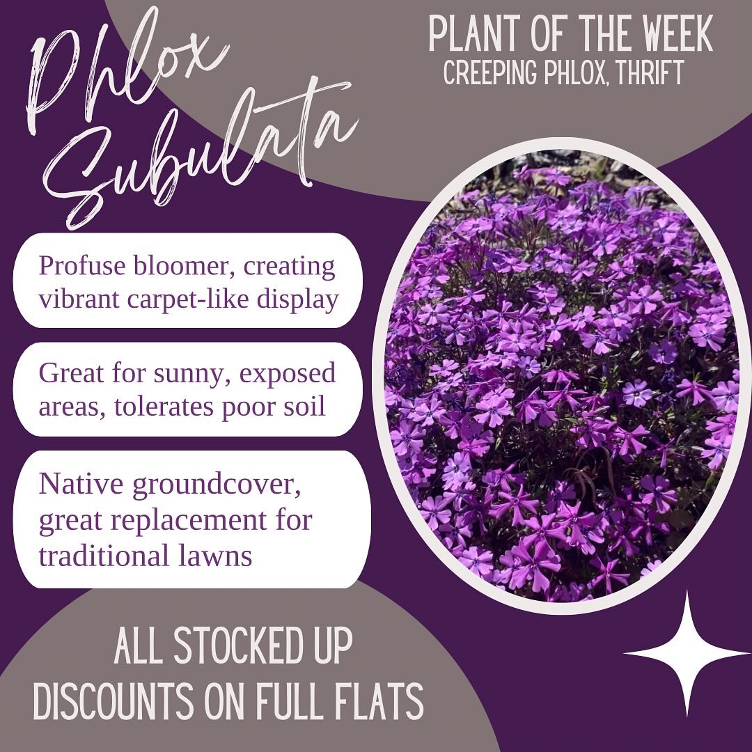 Phlox Subulata ; aka Creeping Phlox OR Thrift is know for its blanket of blooms in mid-late spring. But if that&rsquo;s not enough, it attracts pollinators, can thrive in shabby soil.  Come on by, we have a great selection and discounts when you buy 