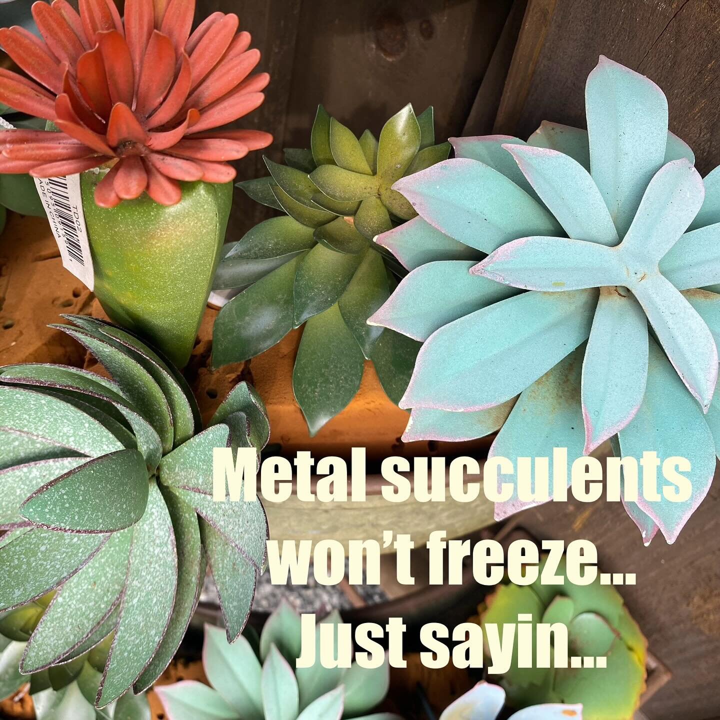 Might want to cover those really tender things. BUT you never have to cover metal! We have really cute metal succulents, you can stick them in pots or in the garden.