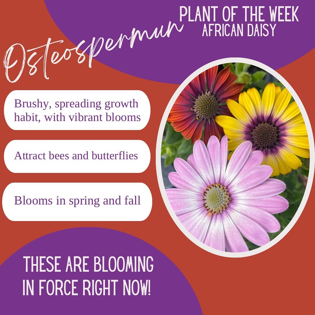 Osteospermum AKA African Daisies , Prefers cooler temperatures so it&rsquo;s a great spring- early summer addition to a pot or garden border. They do well in Full to part sun. Do a little Dead-Heading to keep them looking fresh and beautiful