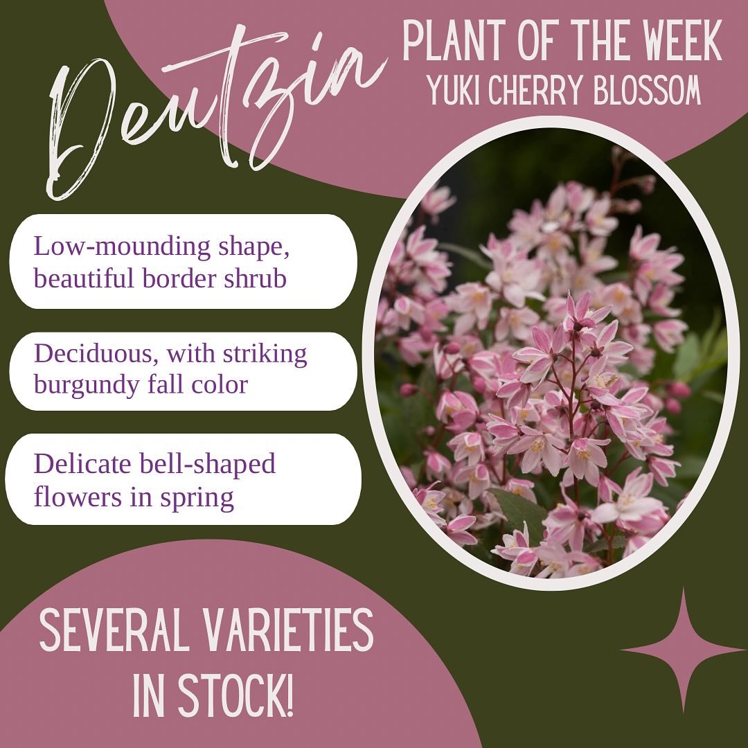 Deutzia is actually part of the Hydrangea family and they are dense, deciduous, flowering shrubs. Depending on the variety they can grow up to 10&rsquo; tall, but this Yuki Cherry Blossom tops out at only 1&rsquo;-2&rsquo;!