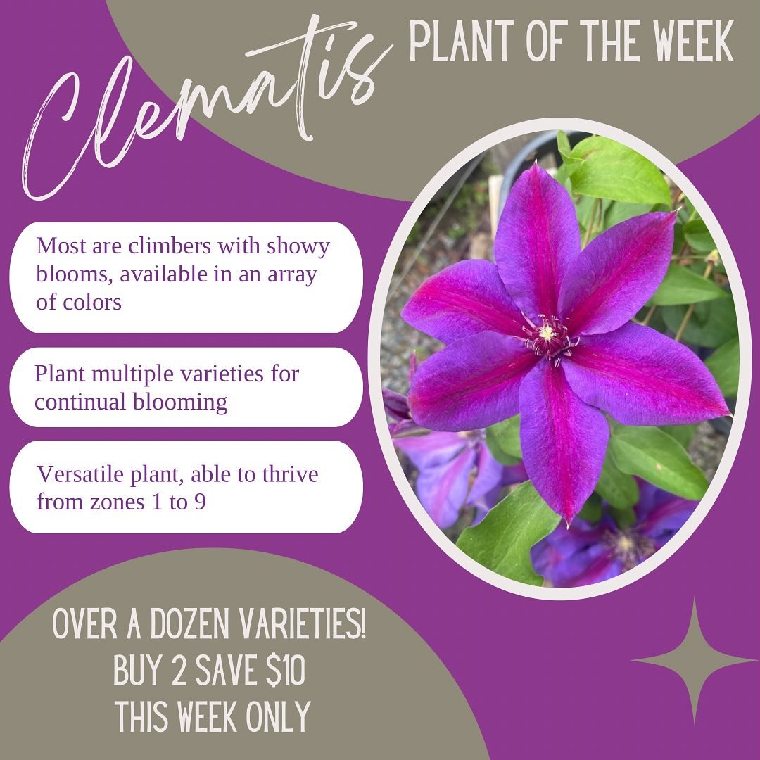 #clematis #clematisflower #climbingflowers #flowerdiscount #mothersdaygift