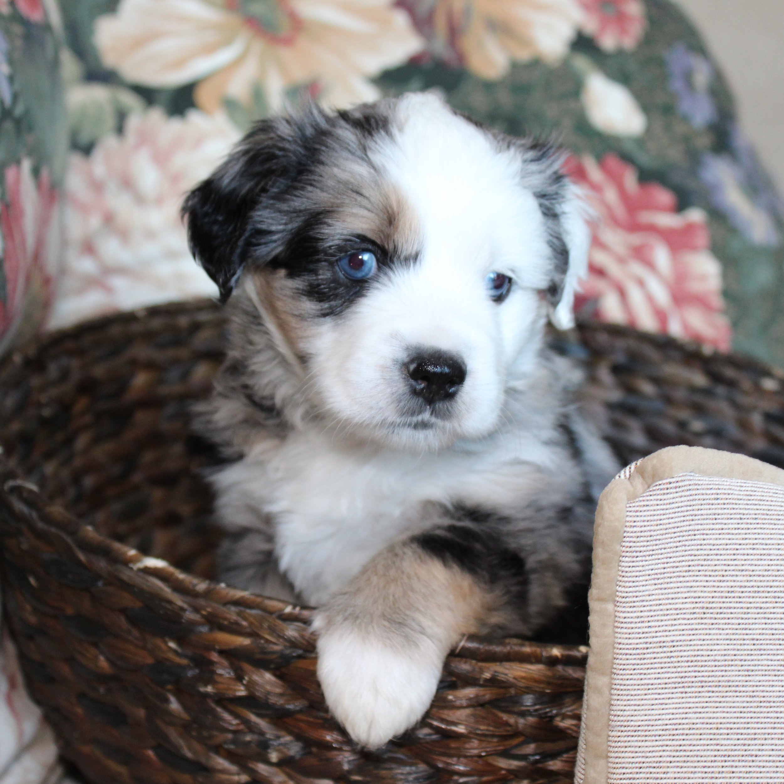 purebred mini australian shepherd