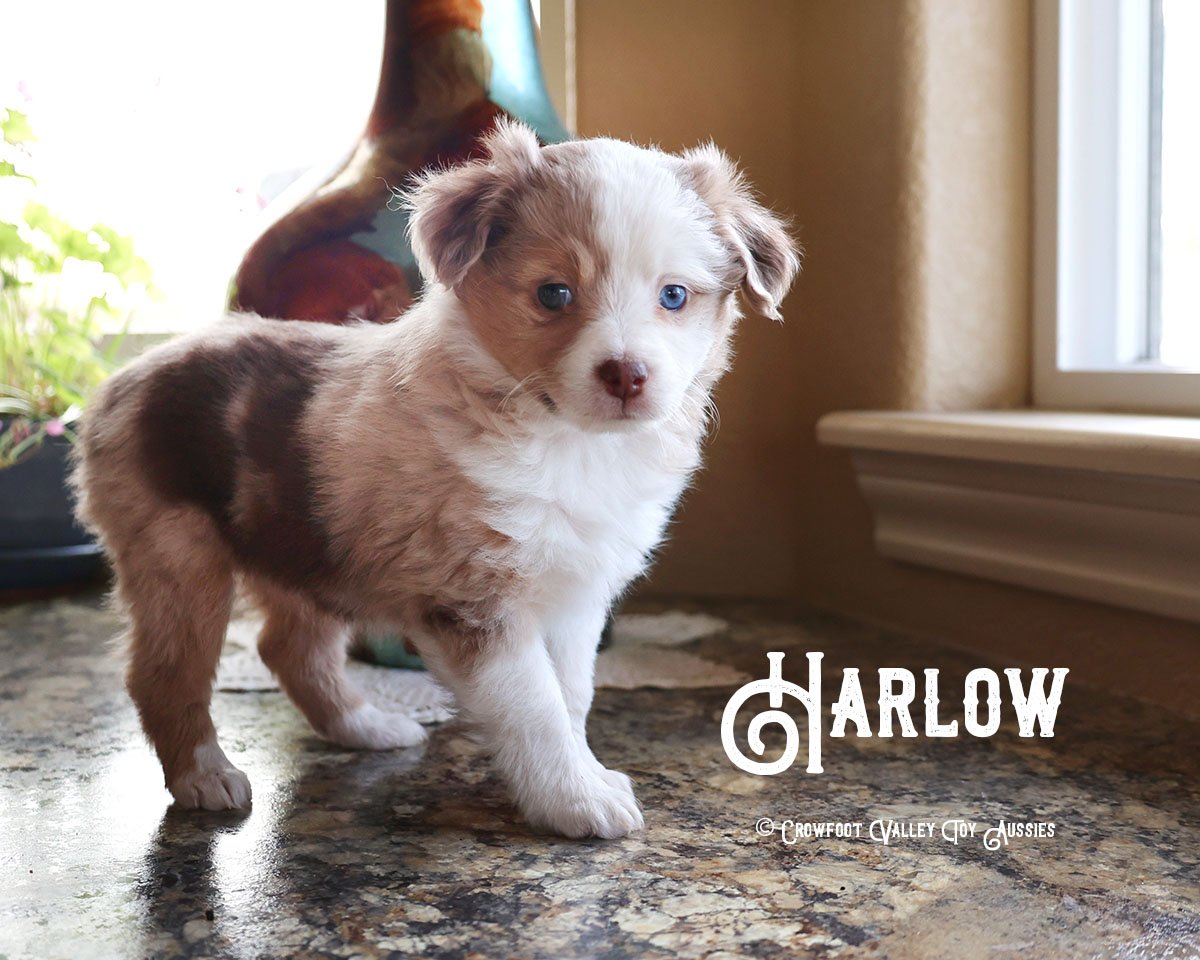 Harlow_Red-merle-female-toy-australian-shepherd_Crowfoot_Valley_Toy_Aussies_Colorado_20220420-1c.jpg