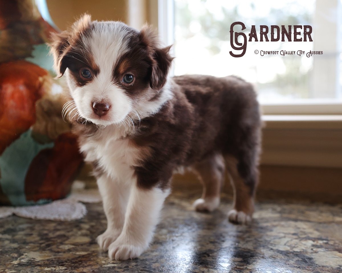 Gardner_Red-Tri_female-toy-australian-shepherd_Crowfoot_Toy_Aussies_Colorado_20220420-1c.jpg