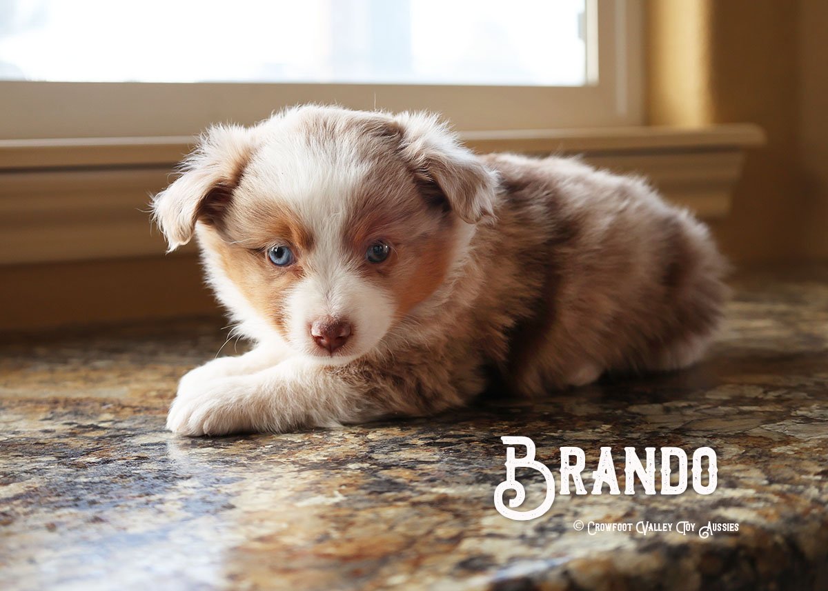 Brando_Red-merle-male-toy-australian-shepherd_Crowfoot_Valley_Toy_Aussies_Colorado_20220420-1c.jpg